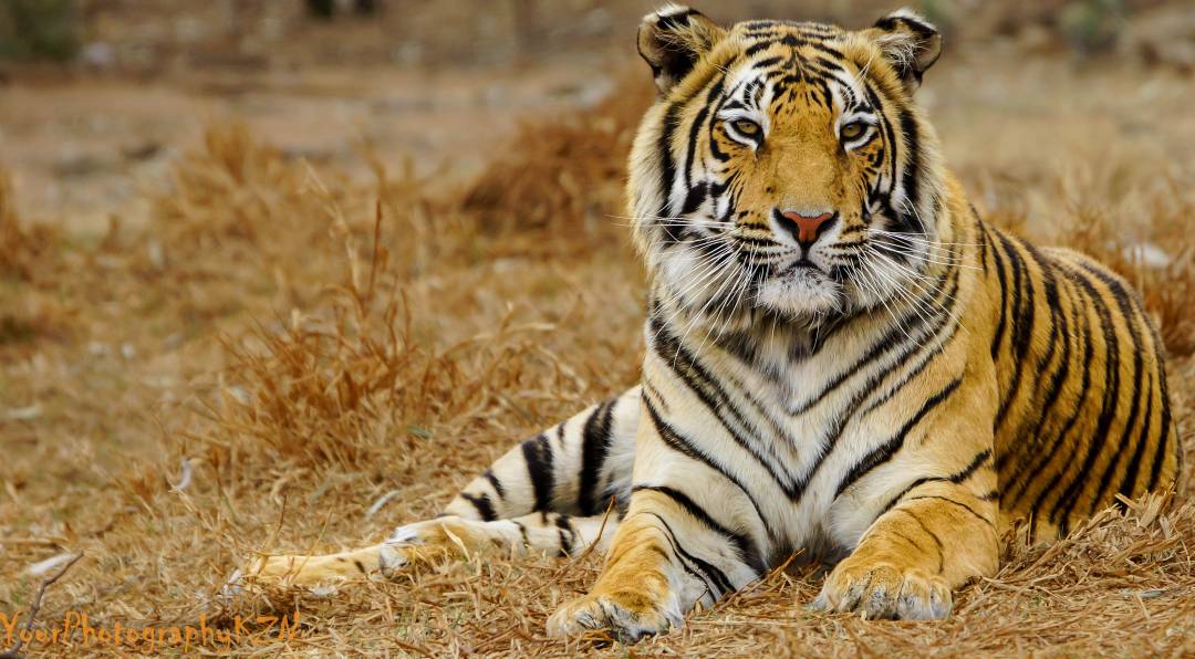 Bandipur Tiger Reserve And National Park